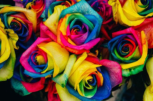 assorted-color petaled flowers