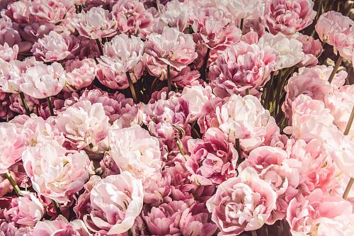 bed on pink peony flowers