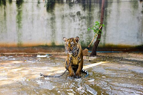 Bengal tiger inside area with water