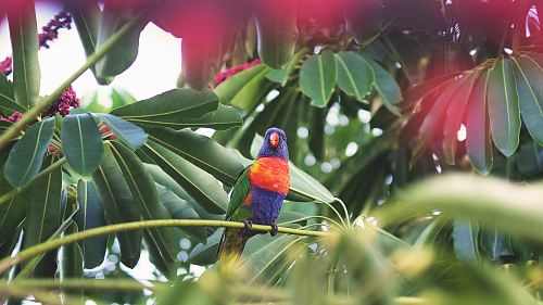 bird on tree