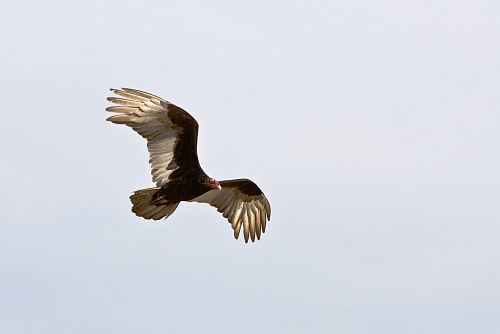 black and brown eagle on flight