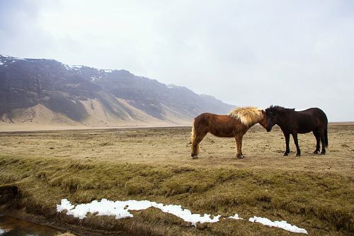 black and brown horses standing on green grass field across mountain