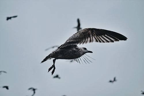 black and white bird