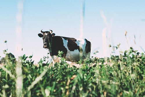 black and white dairy cow on green grasses during daytime