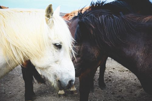 black and white horses gathering