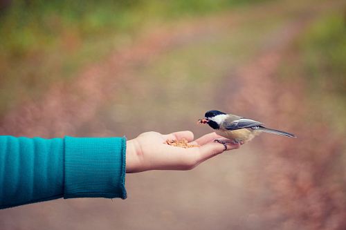 black, brown, and white bird standing on person right hand