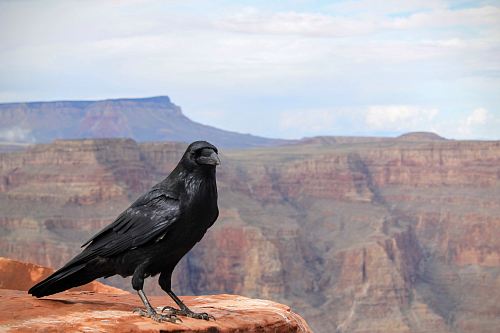 black crow on top of Grand Canyon, Arizona