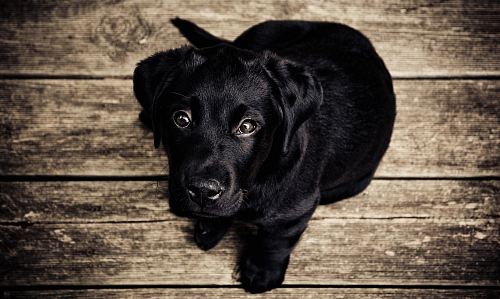 black puppy