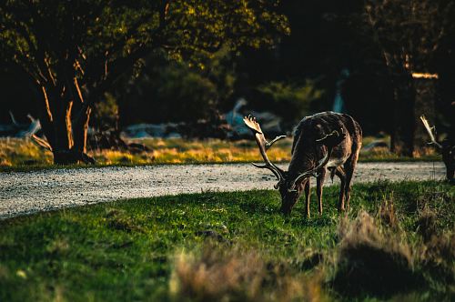 black reindeer eating grass
