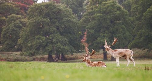 brown and beige deer on top of green grass