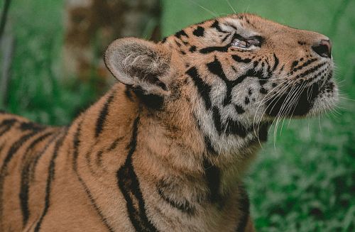 brown and black tiger on forest