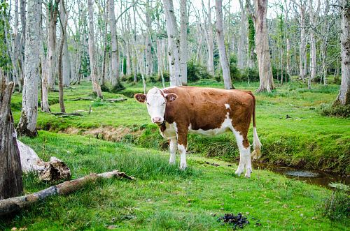 brown and white cattle in forest