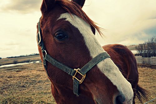 brown and white horse on grass field