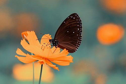 brown butterfly on orange petaled flower