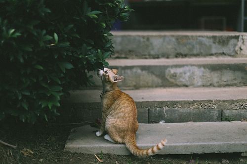 brown cat