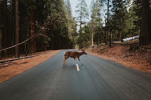 brown deer crossing in road during daytime