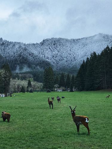 brown deer on grass field in front of tall trees