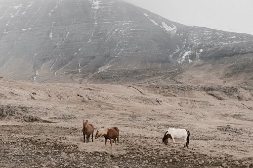 brown goat between mountain