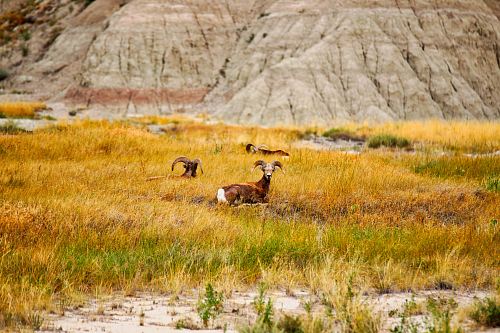 brown goat lying on the grass