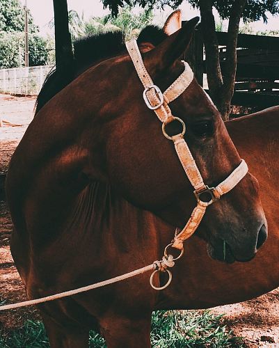 brown horse near green leafed trees