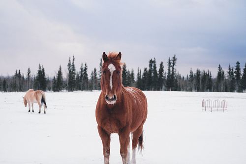 brown horse on snow field