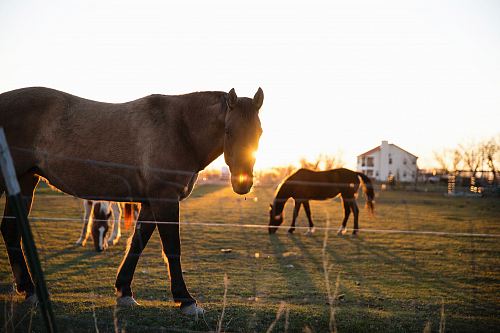 brown horse standing on grass field near house