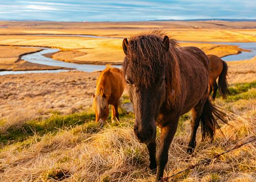 brown horses standing on green and brown grasses during daytime