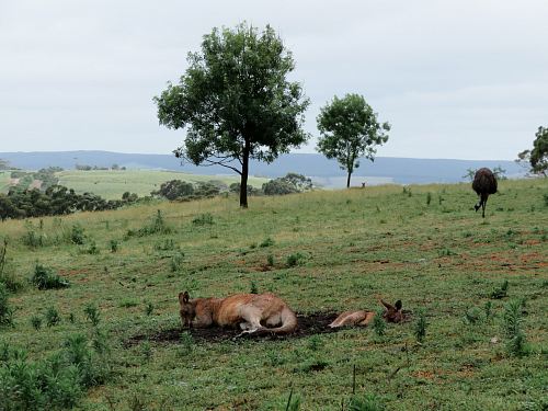 brown kangaroo on grass field
