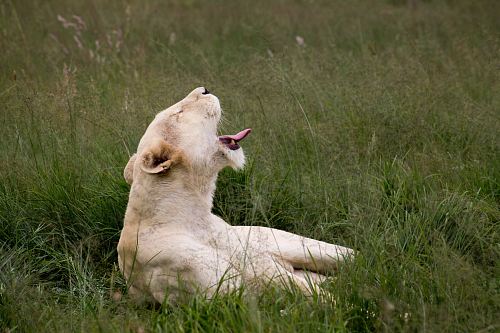 brown lioness lying on green grass