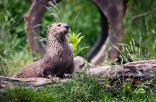 brown otter