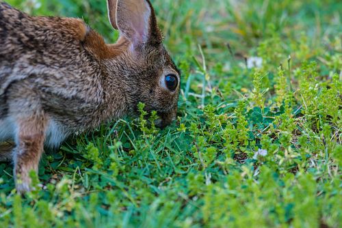 brown rabbit eating green grass at daytime