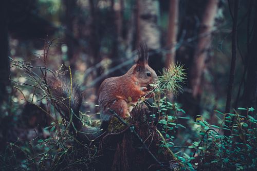 brown rabbit eating plants
