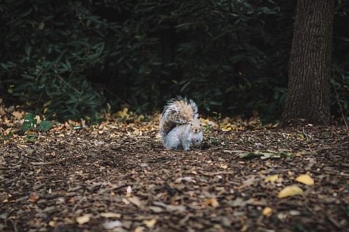 brown squirrel standing on soil