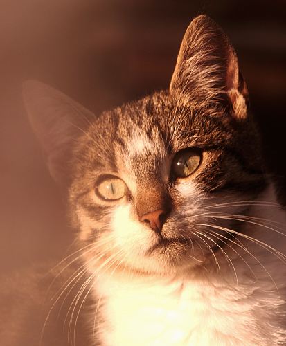 brown Tabby cat
