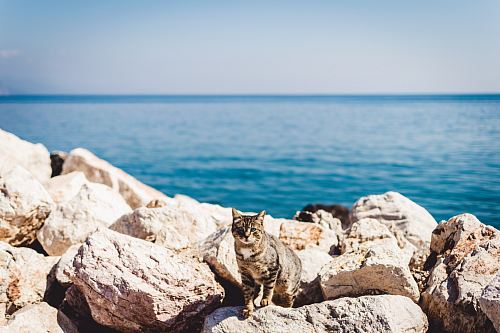 brown tabby cat standing on rocks