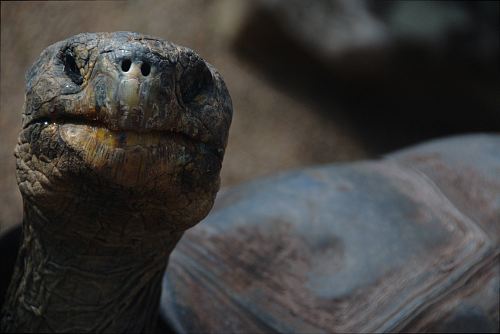 brown tortoise in shallow focus photography