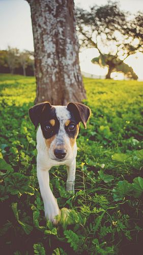 brown tree trunk across white and black dog
