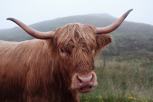 brown water buffalo near grasses