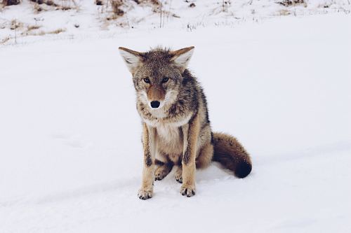 brown wolf sitting on snow