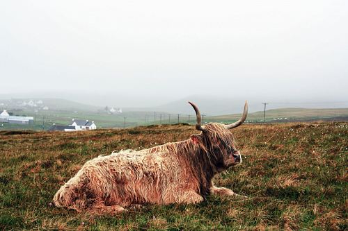 brown yak on green grass