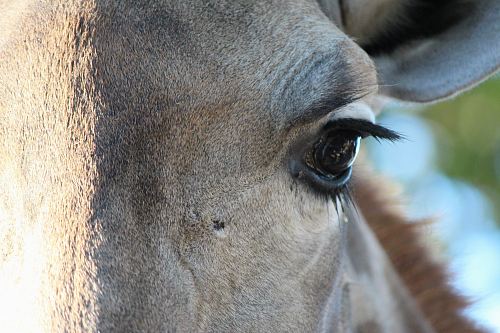 close up photo of horse right eye