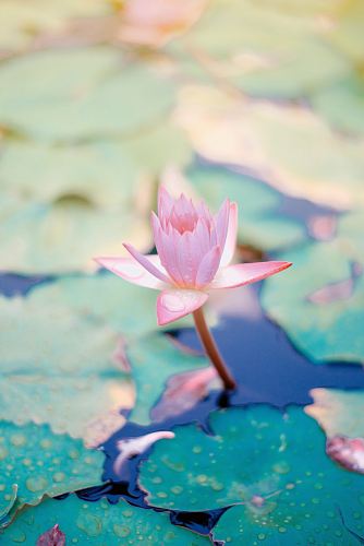 close up photo of water lily flower