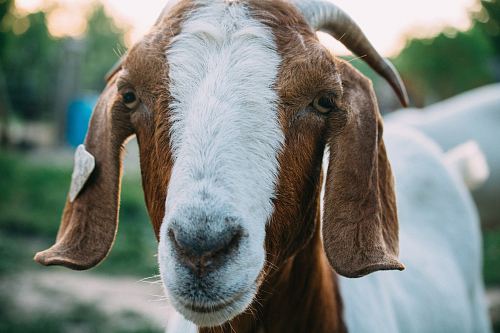 close up photo of white and brown goat
