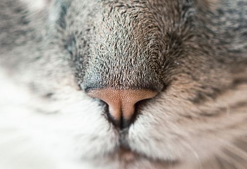 close-up photography of animal nose