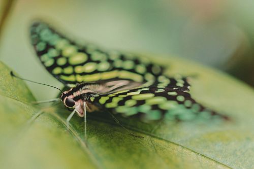 close up photography of butterfly perching on green leaf