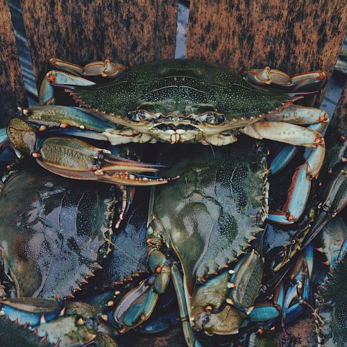 close up photography of crabs