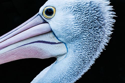 close-up photography of flamingo
