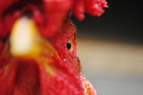 Closeup of an angry rooster's face