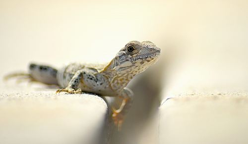 closeup photography of brown and white lizard