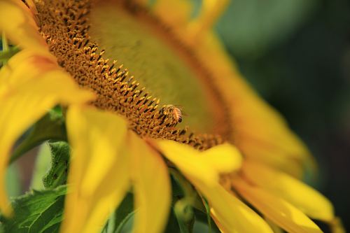 closeup photography of sunflower